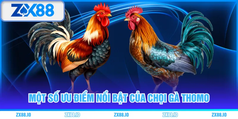 Một số ưu điểm nổi bật của chọi gà Thomo
