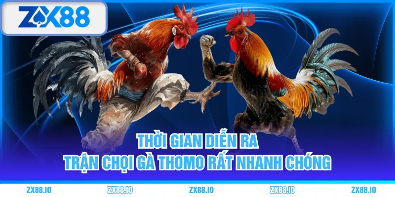 Thời gian diễn ra trận chọi gà Thomo rất nhanh chóng